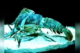 你一定没有见过龙虾是如何脱壳的视频封面