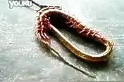 蜈蚣吃蛇,这蜈蚣真尼玛厉害啊，大部分人应该没看过这样的场面图片