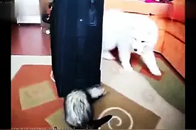 蠢汪遭高智商雪貂欺负，超茫然图片