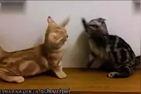 短腿猫凌空挥拳 手太短怎么办图片