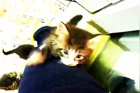 扒着裤子往主人身上爬的小猫咪们，激萌！图片