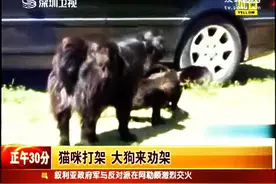 两只猫咪大战，狗狗过来劝架，竟然成功的劝开了，太霸气了图片