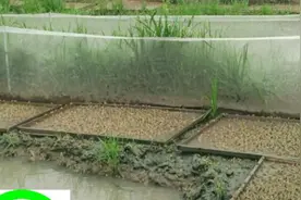 田富丰青蛙养殖————田富丰青蛙养殖饲料配方图片