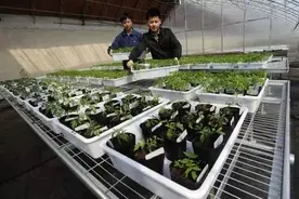 观察 | 美媒称中国转基因农业阻力大：政府想推广 百姓不想要图片