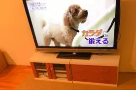 这只柴犬……真的用生命在诠释神马叫不想上班不想上学不想出门不想动……图片