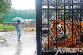 与虎为邻的十年｜封面故事图片
