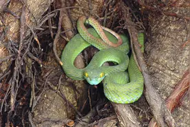 蛇泡酒的禁忌图片