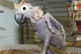 小鹦鹉患喙羽症毛全掉光被遗弃 新主人助它逆袭成网红