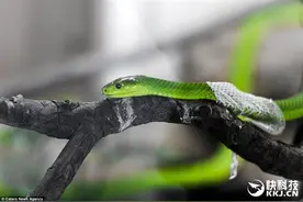 毛骨悚然：看绿油油的非洲毒蛇蜕皮图片