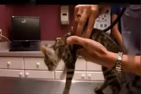 猫咪：放过我吧，我愿意做一只乖猫