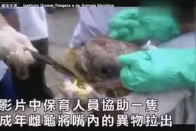 实拍从海龟胃里拉出塑料袋，看着慎人视频封面