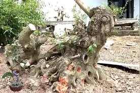 把树桩凿成这样还能活吗？园子里的树桩形态各异，极具个性！