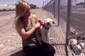 救援中心的工作人员救助流浪狗狗的全部过程，看完泪目