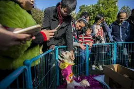 合肥爱心人士给流浪狗找新家 市民可免费领养图片