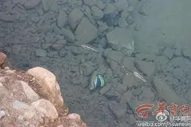 2岁女孩掉落深水坑8岁哥哥救妹双双溺亡图片