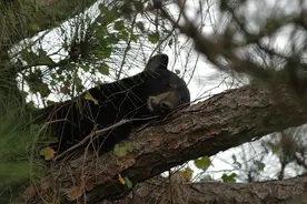 美国弗罗里达州一天内200头黑熊遭猎杀图片