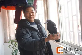 说乌鸦晦气的都走开！受伤乌鸦被好心人救助，放生数次它又飞了回来图片