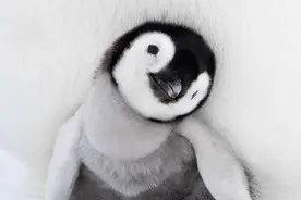 萌翻你的网络最火企鹅摄影图片