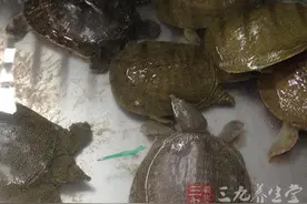 甲鱼的营养成分图片