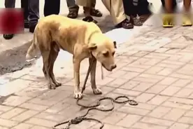 狗和猴子大战 谁才是老大？视频封面