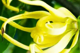 香水茉莉花视频封面