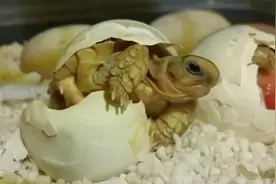 两分钟带你看乌龟的一生，事实证明乌龟长寿就是因为长得太慢了视频封面