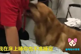 女主人不让金毛上床睡，金毛咬住其衣服不放嘴，男主却在一旁偷笑视频封面