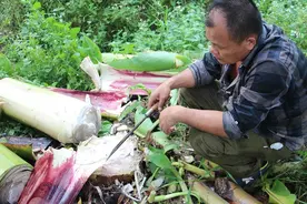 又摊上大事了？！高州问题蕉苗致广西400亩粉蕉绝收？图片