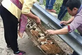 气愤｜广西这帮人野外放生家猫 已有小猫被冻死图片