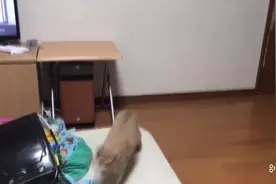 弹力球测试猫咪的反应速度视频封面