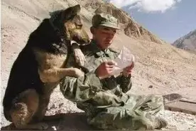 兵哥哥，下辈子我还要做你的军犬！图片