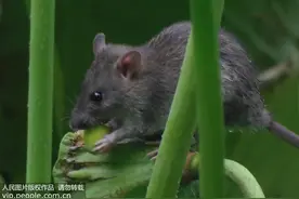 老鼠智力高还会“装死”？看看有趣的动物生态适应性图片