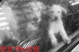 5条狗狗为何吃喝拉撒都在车里图片