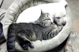 猫咪搂着狗狗梳理毛发图片