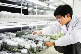 飞天芒果 孕育奇迹图片