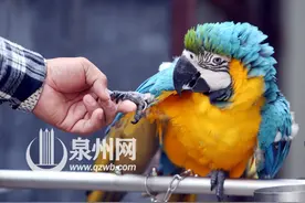 男子买卖24只鹦鹉被判10年追踪：鹦鹉送往动物园照料图片