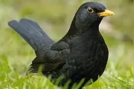 冷战时中情局训练动物做间谍：让猫窃听谈话，用海豚窃取情报！（上）图片