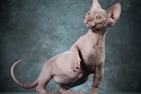 无毛猫真的无毛吗？图片