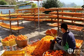 平乐天干气燥利晒柿饼图片