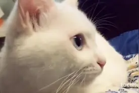 猫咪见到主人躺下了，立马趴主人身上来撒娇！视频封面