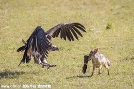 肯尼亚秃鹰与豺狼为夺食展开激战图片