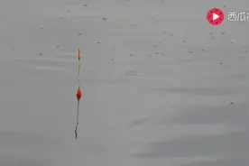 浮漂旁边全是鱼星，有大鱼出没？