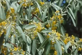 新疆沙枣花香味扑鼻，折一枝沙枣花插花瓶里满屋都是花香视频封面