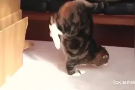 猫咪的跳高技术好厉害，这么高的纸箱都没有倒！