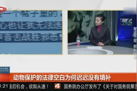 动物生命屡受侵害，为何保护的法律空白迟迟未填补视频封面