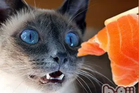 猫咪吃东西时发出的满足的喵呜声，听得人都开心了