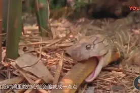 世界上最奇葩的蛇，把自己尾巴吞下，只剩一个圈