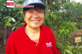 大光微视：樱桃树能起死回生？视频封面