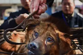 大爷当街屠狗卖肉 爱狗人士众筹救狗图片