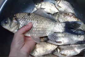 如何在冬季挑选食用鱼？图片